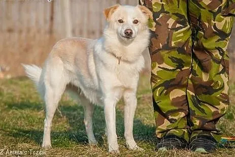 OTOZ Animals - Puszek - całe życie bezdomny. Tylko