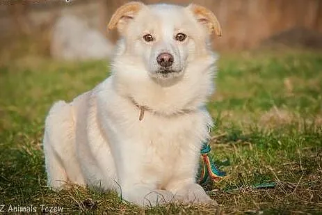 OTOZ Animals - Puszek - całe życie bezdomny. Tylko