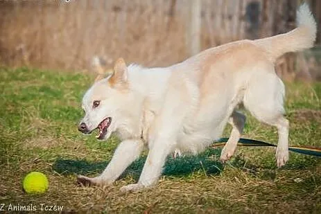 OTOZ Animals - Puszek - całe życie bezdomny. Tylko