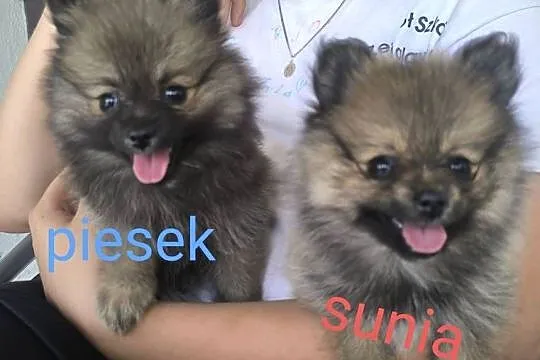 Szpic Miniaturowy Pomeranian Boo