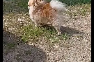 Szpic Miniaturowy Pomeranian Boo, Podkarpackie, Rzeszów