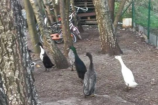 Biegusy indyjskie, dorosłe., Podkarpackie, Kolbuszowa