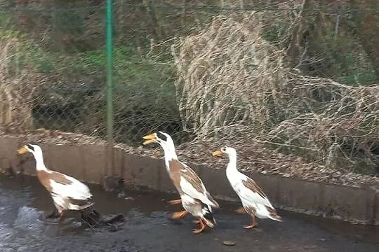 Biegusy indyjskie, dorosłe., Podkarpackie, Kolbuszowa