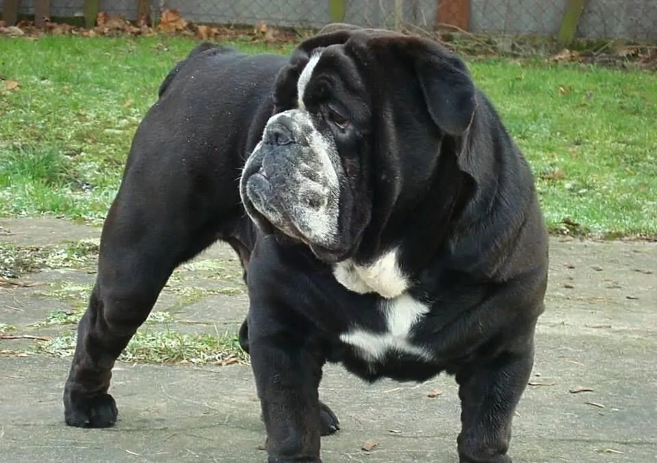 Czarny Buldog - Reproduktor