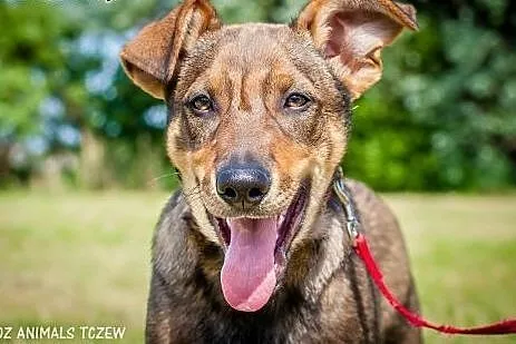 OTOZ Animals - Antoś - wesoły, kochany szczeniak c