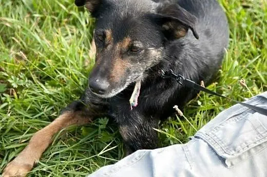 Kochany i cudowny TESIK czeka na DOM,  wielkopolsk