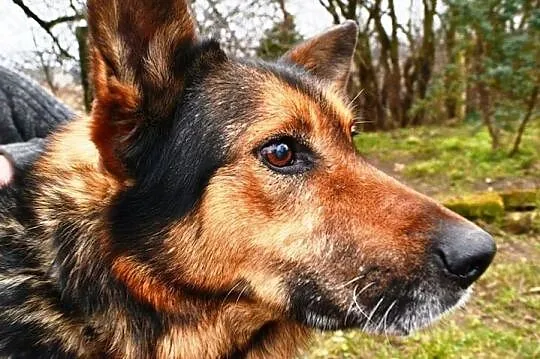Przyjazny Misiek, OWCZAREK NIEMIECKI szuka domu na jesień życia