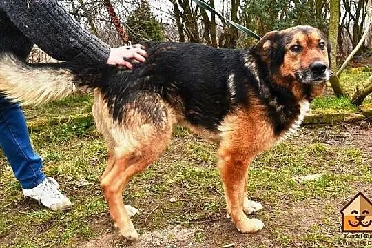 Przyjazny Misiek, OWCZAREK NIEMIECKI szuka domu na