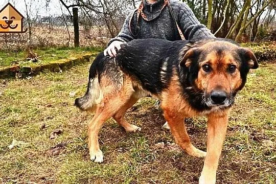Przyjazny Misiek, OWCZAREK NIEMIECKI szuka domu na