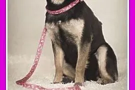 6 kg, 2 lata, w typie chihuahua,łagodna, spokojna suczka TAJGA.Adopcja, dolnośląskie Wrocław