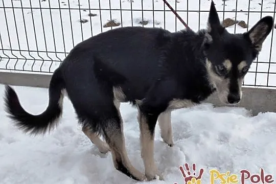 AMARO-spokojny, niewielki, grzeczny psiak szuka domu, adopcja, Małopolskie, Kraków