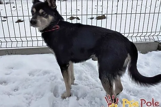 AMARO-spokojny, niewielki, grzeczny psiak szuka domu, adopcja, Małopolskie, Kraków
