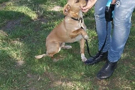 Mały, przyjazny kundelek szuka domu,  Kundelki cał