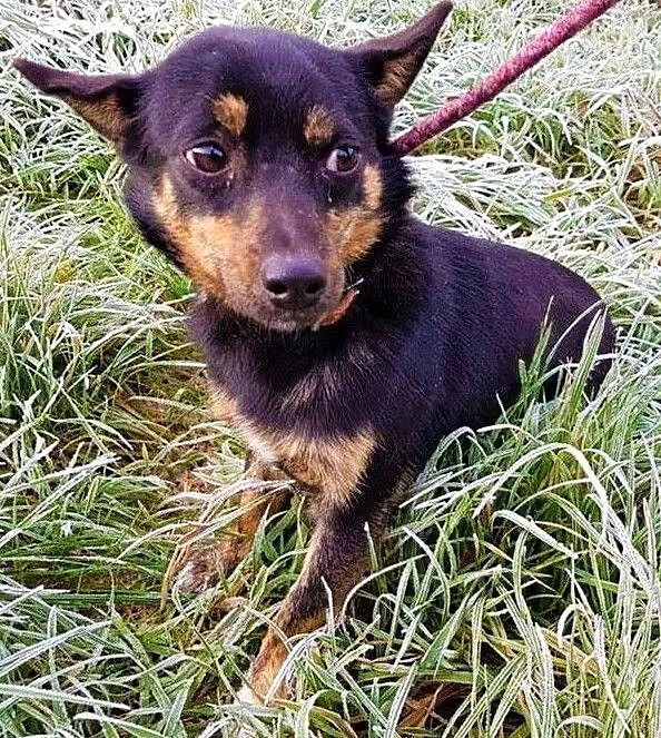 TOFIŚ - mały, 6 kg, przerażony schroniskiem psiak pilnie szuka domu, Mazowieckie, Warszawa