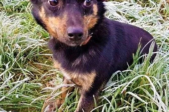 TOFIŚ - mały, 6 kg, przerażony schroniskiem psiak pilnie szuka domu
