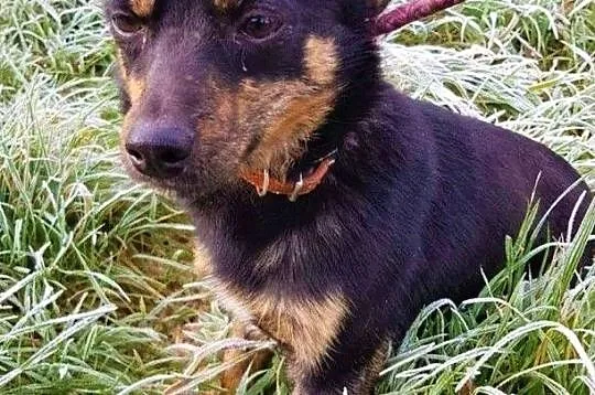 TOFIŚ - mały, 6 kg, przerażony schroniskiem psiak pilnie szuka domu, Mazowieckie, Warszawa
