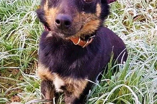 TOFIŚ - mały, 6 kg, przerażony schroniskiem psiak pilnie szuka domu, Mazowieckie, Warszawa