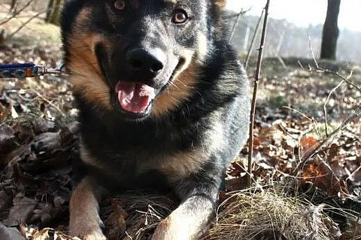 Pozytywnie usposobiony Gucio wciąż czeka na dom,  