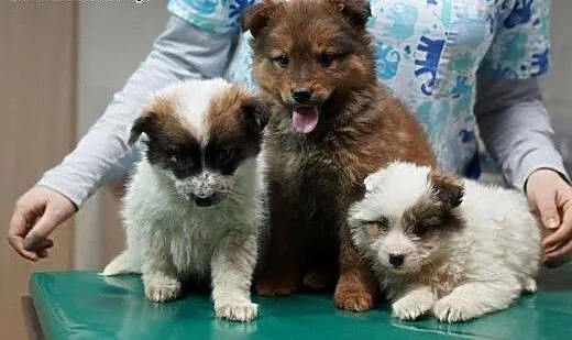 3 puchate szczeniaczki do adopcji!, mazowieckie W