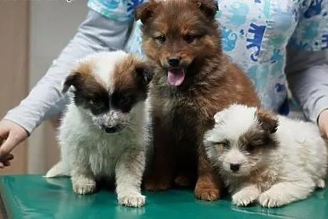3 puchate szczeniaczki do adopcji!, mazowieckie Warszawa