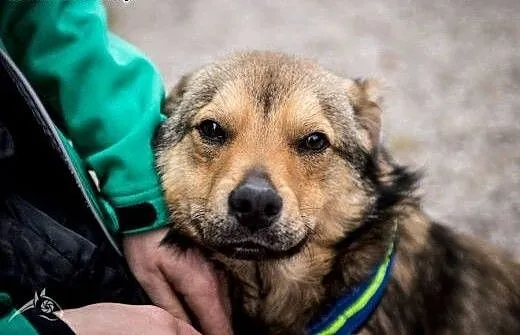 Młody i wesoły Pionek poleca się do adopcji, mazo