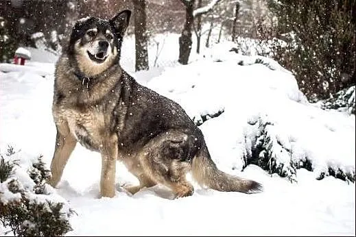 Owczarkowaty, mądry Lord :),  warmińsko-mazurskie 