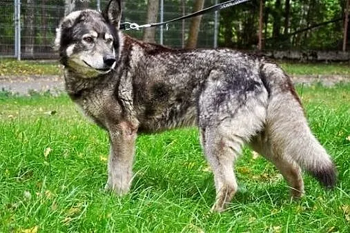 Owczarkowaty, mądry Lord :),  warmińsko-mazurskie 