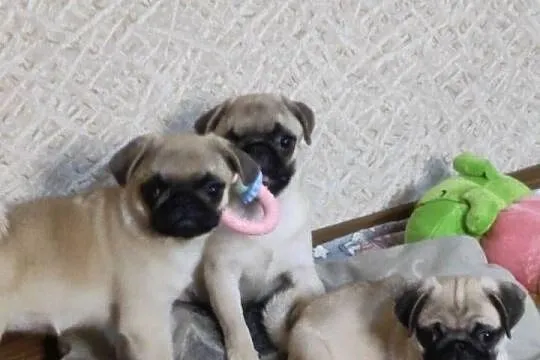 Mops szczenięta z rodowodem