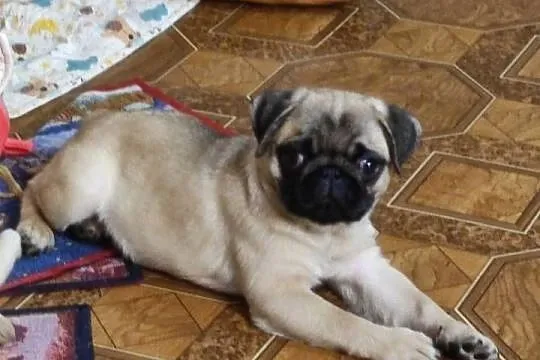 Mops szczenięta z rodowodem, Dolnośląskie, Legnica