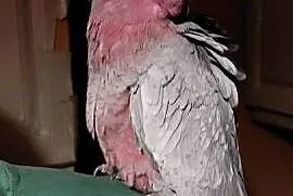 Kakadu różowe ręcznie karmione 26r