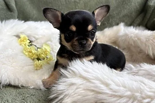 CHIHUAHUA ŚLICZNA MALUSIA SUNIA CALINECZKA, Mazowieckie, Warszawa