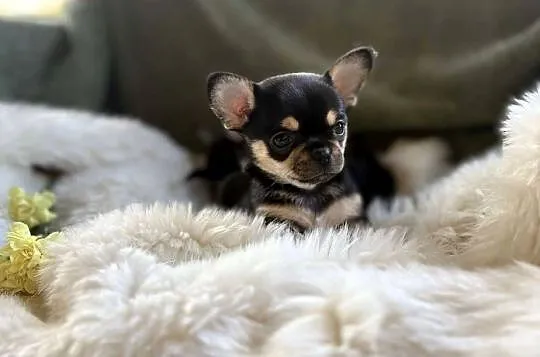 CHIHUAHUA ŚLICZNA MALUSIA SUNIA CALINECZKA, Mazowieckie, Warszawa