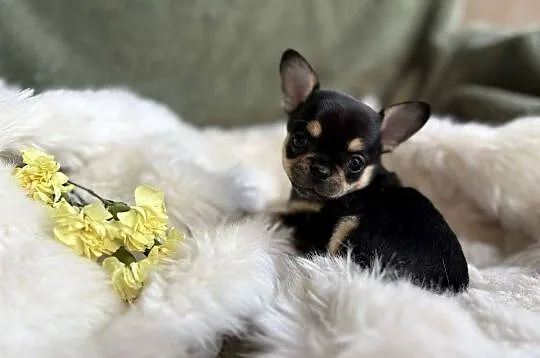 CHIHUAHUA ŚLICZNA MALUSIA SUNIA CALINECZKA, Mazowieckie, Warszawa
