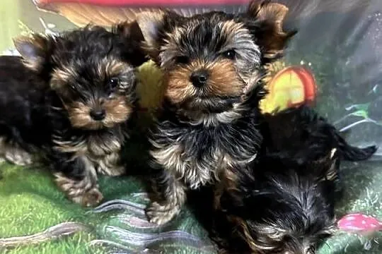 Yorkshire Terrier