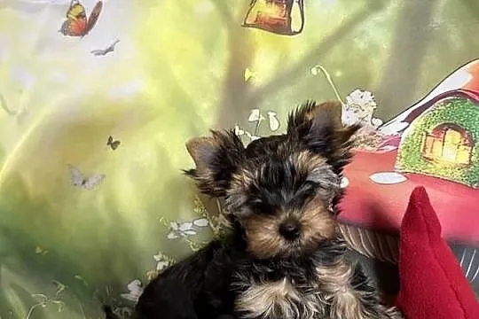 Yorkshire Terrier, Dolnośląskie, Wrocław