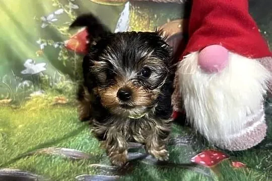 Yorkshire Terrier, Dolnośląskie, Wrocław