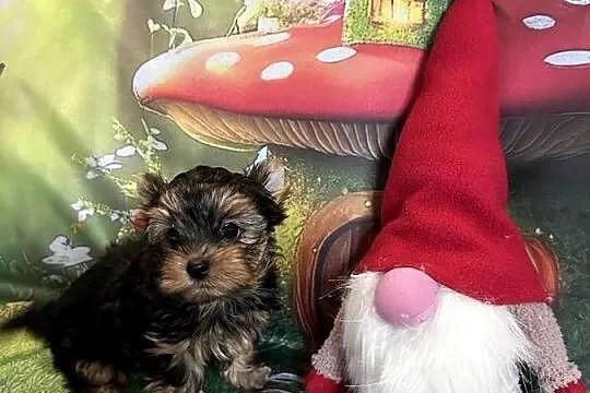 Yorkshire Terrier, Dolnośląskie, Wrocław
