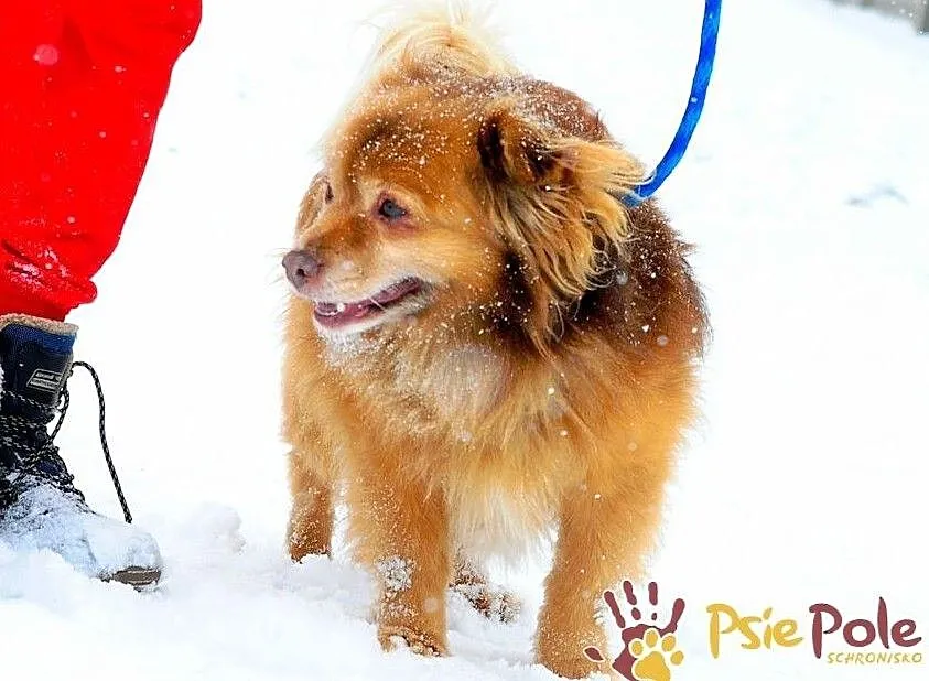 PERLUŚ-super fajny kudłacz, wesoły, niewielki piesek, adopcja, Małopolskie, Kraków