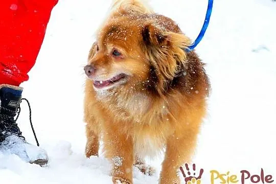 PERLUŚ-super fajny kudłacz, wesoły, niewielki piesek, adopcja