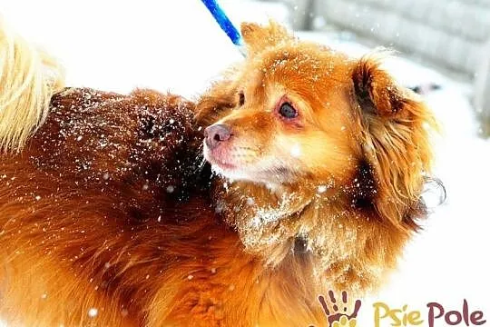 PERLUŚ-super fajny kudłacz, wesoły, niewielki piesek, adopcja, Małopolskie, Kraków
