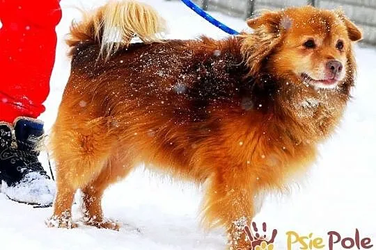 PERLUŚ-super fajny kudłacz, wesoły, niewielki piesek, adopcja, Małopolskie, Kraków