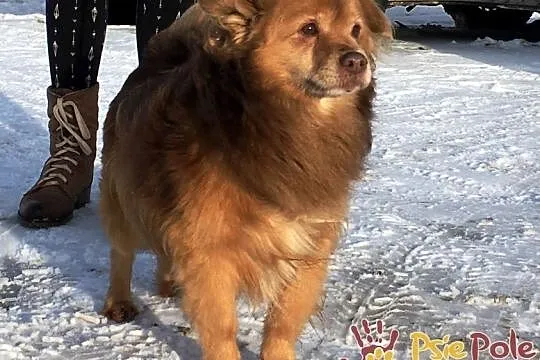 PERLUŚ-super fajny kudłacz, wesoły, niewielki piesek, adopcja, Małopolskie, Kraków