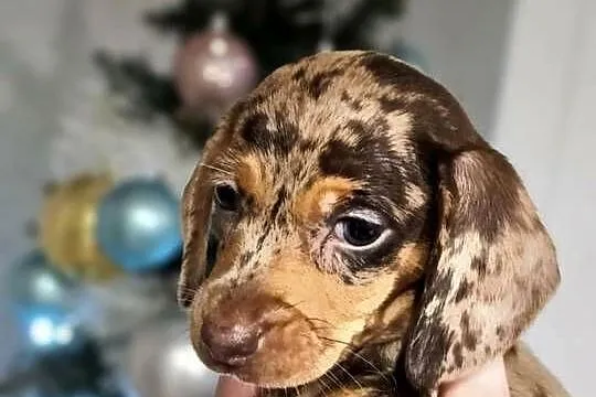 Jamnik krótkowłosy merle miniatura