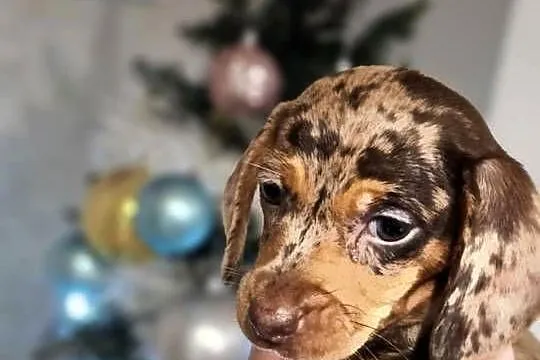 Jamnik krótkowłosy merle miniatura, Mazowieckie, Strzegowo