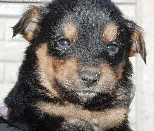 Tusio malutki, kochany szczeniaczek 8 tyg. ADOPCJA
