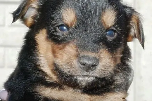 Tusio malutki, kochany szczeniaczek 8 tyg. ADOPCJA