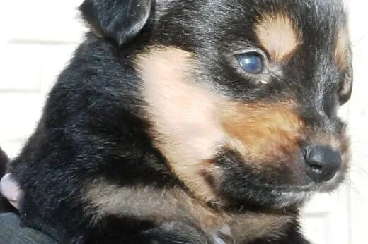 Tusio malutki, kochany szczeniaczek 8 tyg. ADOPCJA