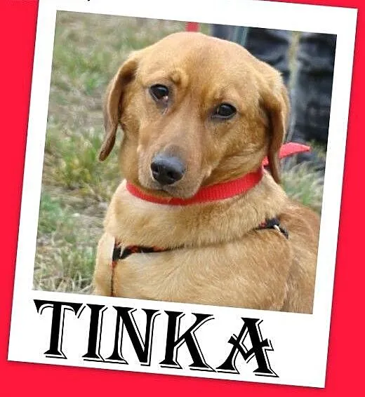 Jamnik,14 mies. łagodna,spokojna,grzeczna suczka T