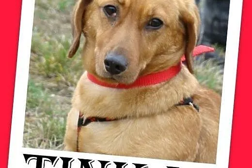 Jamnik,14 mies. łagodna,spokojna,grzeczna suczka T