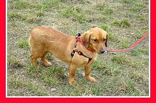 Jamnik,14 mies. łagodna,spokojna,grzeczna suczka T